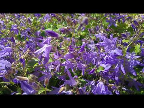 Campanula and bees