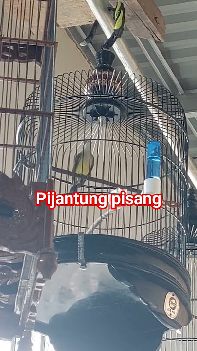 variasi suara pijantung pisang