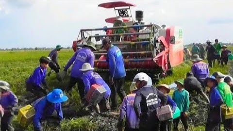 máy cắt 120 trung quốc cắt lúa năm bốn năm một bán không ai mua lúa quá xanh tập 31# maibangtv