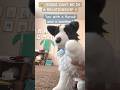 Heh Idk What To Post рџЏ пёЏ Essacommunity Essa Dog Trend Fypp Plushie Bordercollie Heh Idk What To Post рџЏ пёЏ Essacommunity Essa Dog Trend Fypp Plushie Bordercollie