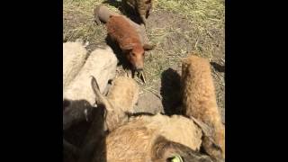 Венгерская Мангалица Венгерская Мангалица