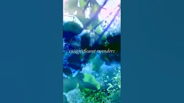 Insignificant Wonders Out Now 