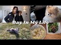 We&#39;ve got new neighbours, Pomeranians and seizures 🐾 | A Dog Mom VLOG