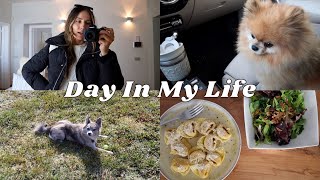 We&#39;ve got new neighbours, Pomeranians and seizures 🐾 | A Dog Mom VLOG