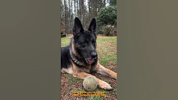 Dogs Don T Just Love Us They Show Us How To Love Unconditionally Dogs 