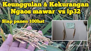 COMPARISON OF NGAOS MAWAR AND IP32 RICE VARIETIES AT 100 DAYS AFTER PLANTING READY FOR HARVEST