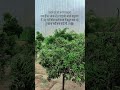 #trending #shortvideo