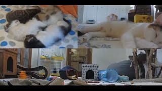 Онлайн зоопарк. Поддержка животных-донат на корм. Кошечка с котятами. Онлайн зоопарк. Поддержка животных-донат на корм. Кошечка с котятами.