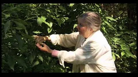 Diana Beresford-Kroeger, author of The Global Forest