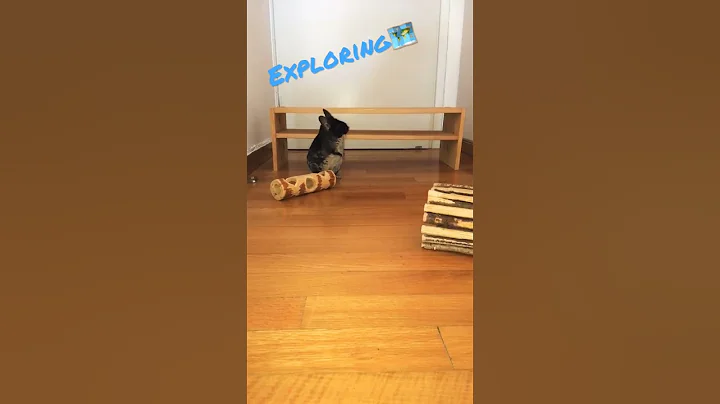 Watch the video about Chinchilla play time #shorts #chinchilla #funny #cute #cat