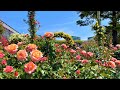 【4K】京成バラ園(千葉県八千代市) 2023年5月9日の様子 Keisei Rose Garden