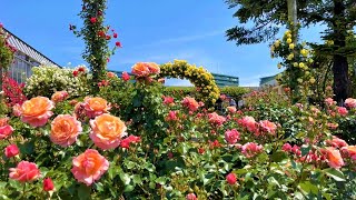 【4K】京成バラ園（千葉県八千代市） 2023年5月9日の様子 Keisei Rose Garden