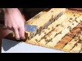 Bike A Bee, Chicago's Traveling Beekeeper