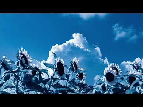 Susumu Yokota - Blue Sky And Yellow Sunflower