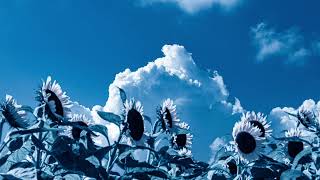 Susumu Yokota - Blue Sky And Yellow Sunflower