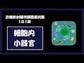 細胞内小器官