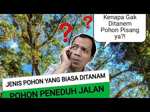 Video: Di mana menanam pohon jalan?