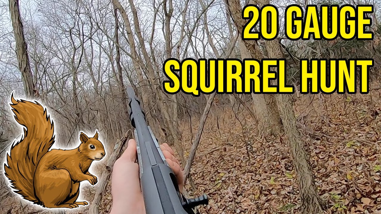 20 Gauge Squirrel Hunt YouTube