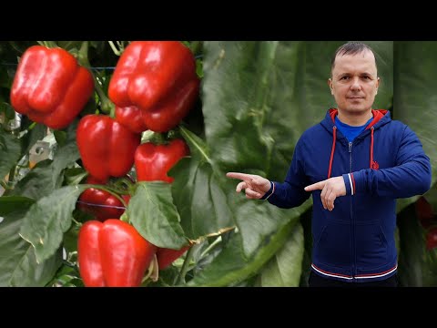 Урожай собираем с этого сладкого перца уже девять месяцев!