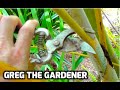 How to prune a palm tree  greg the gardener