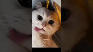 Funny Memes about Cats (Cats doing Cat Things) #meme #memes #subscribe #cats #shorts#shortsvideo#cat