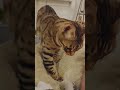 Ricki le chat bengal se prpare  dormir pourtoi bengal shorts subscribe youtube cutecat chat