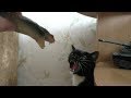 Приколы с животными: Кошка и игрушечная змея. Cat and toy snake.