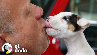 Cachorro valiente es rescatado por los bomberos | Puro Pitbull | El Dodo