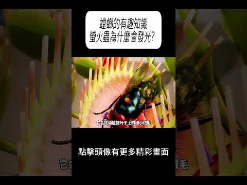 螳螂的有趣知識,螢火蟲為什麼會發光?#科普 #漲知識