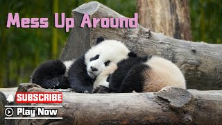 【Panda Billboard】Episode 344 Panda Playing Around In Spring | Ipanda