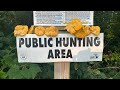 Yellow gold. Chanterelle picking Michigan. #foraging. #delicious