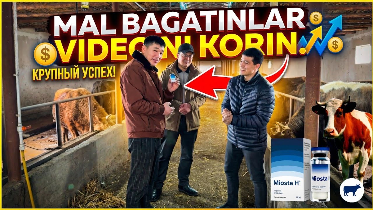 МАЛ БАГАМАН ДЕСЕНИЗ БИЙПУЛ МАСЛАХАТЛАР.