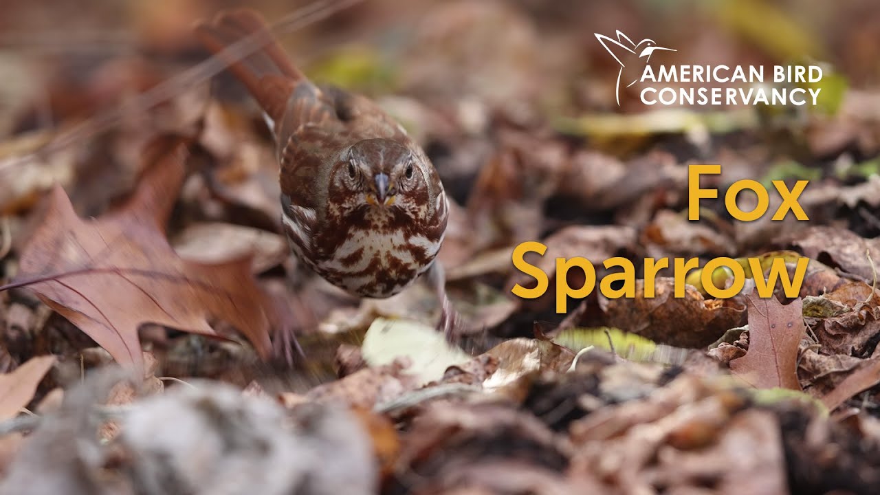 Fox Sparrow: Shy Singer
