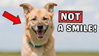 The Real Reason Dogs 'Smile' is MIND-BLOWING 🤯 by PetMania 202 views 5 days ago 5 minutes