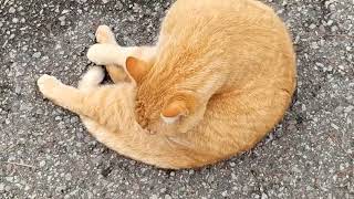 Garfield having a lazy day