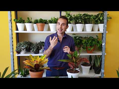 Cuidados de tu PLANTA CROTÓN (Codiaeum variegatum)