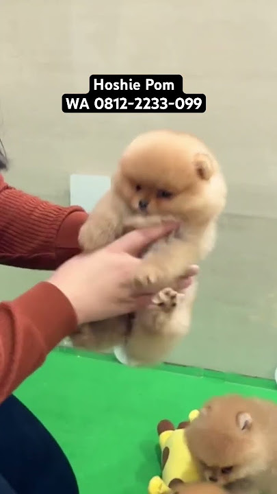 Jual Anjing Mini Pom