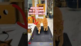 Yks Ye Çalışma Şeklim