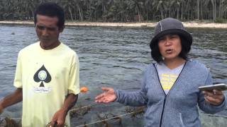 Monitoring of SeaWeed program in Capul (Northern Samar - Philippines)