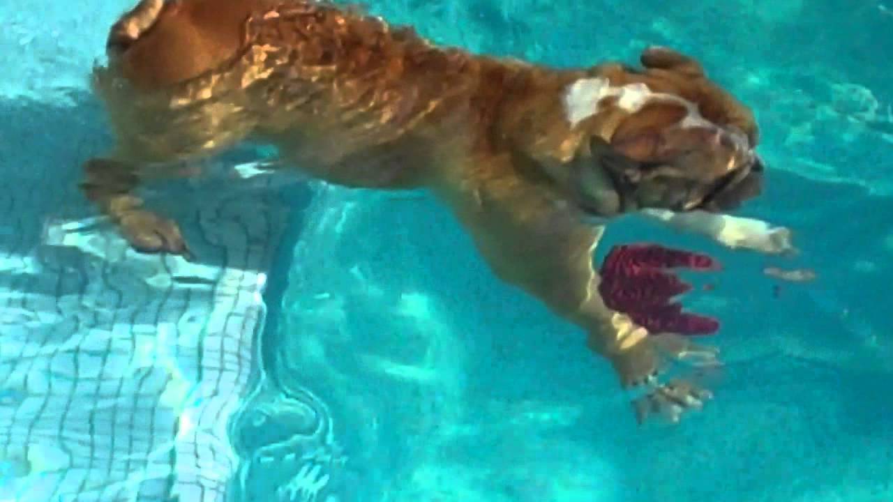 Brooklyn The Diving Bulldog YouTube