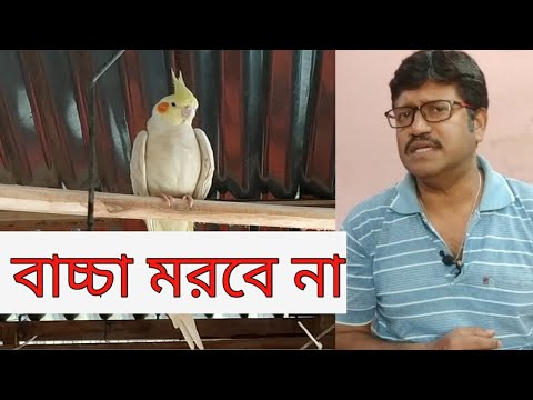 ভিডিও: কিভাবে কক্যাটিয়েল আচরণ করবেন