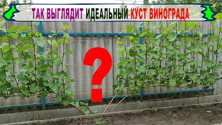 🍇 Даже не думай формировать ВИНОГРАД иначе. Идеальная ФОРМИРОВКА УРОЖАЙНОГО КУСТА  для укрывной зоны