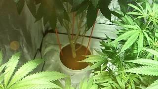 McDoobs Brothers A.N. vs. G.H. Day 10 of Flower...