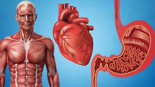 ¿En qué se diferencian los músculos esqueléticos, lisos y cardíacos?