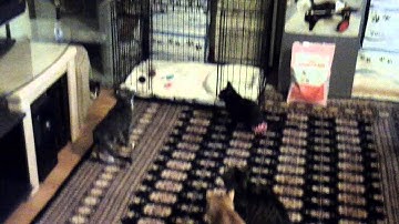 New Catnip Bubble Machine!