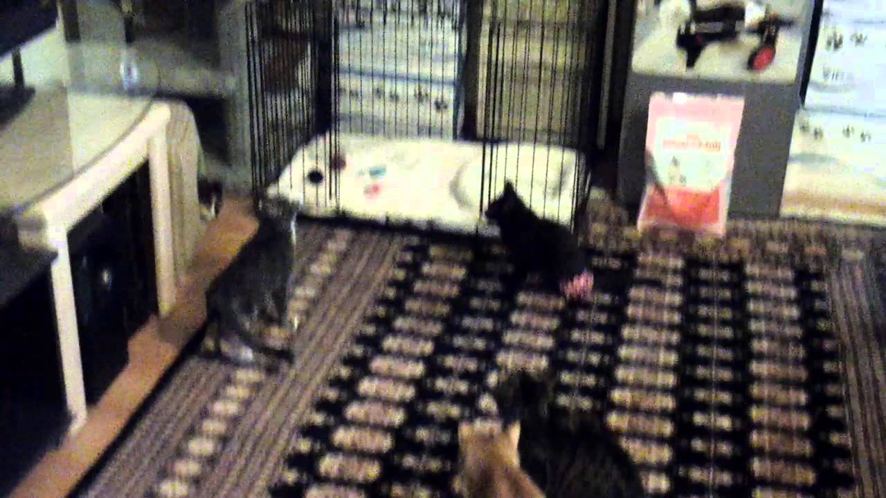 New Catnip Bubble Machine! - YouTube