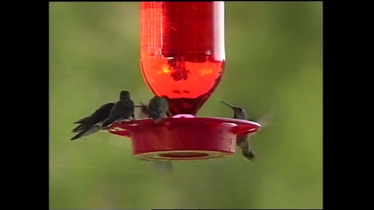 World's Largest Hummingbird Feeder - by Eric Blumer - KCNC TV