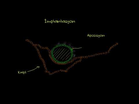 Video: Biyolojide parturition'ın tanımı nedir?