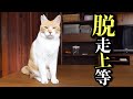 脱走から帰ってきた瞬間の映像がこちら