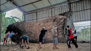 Bagaimana Mereka menggraji kayu trembesi Terbesar di Dunia di indonesia I Sawmill